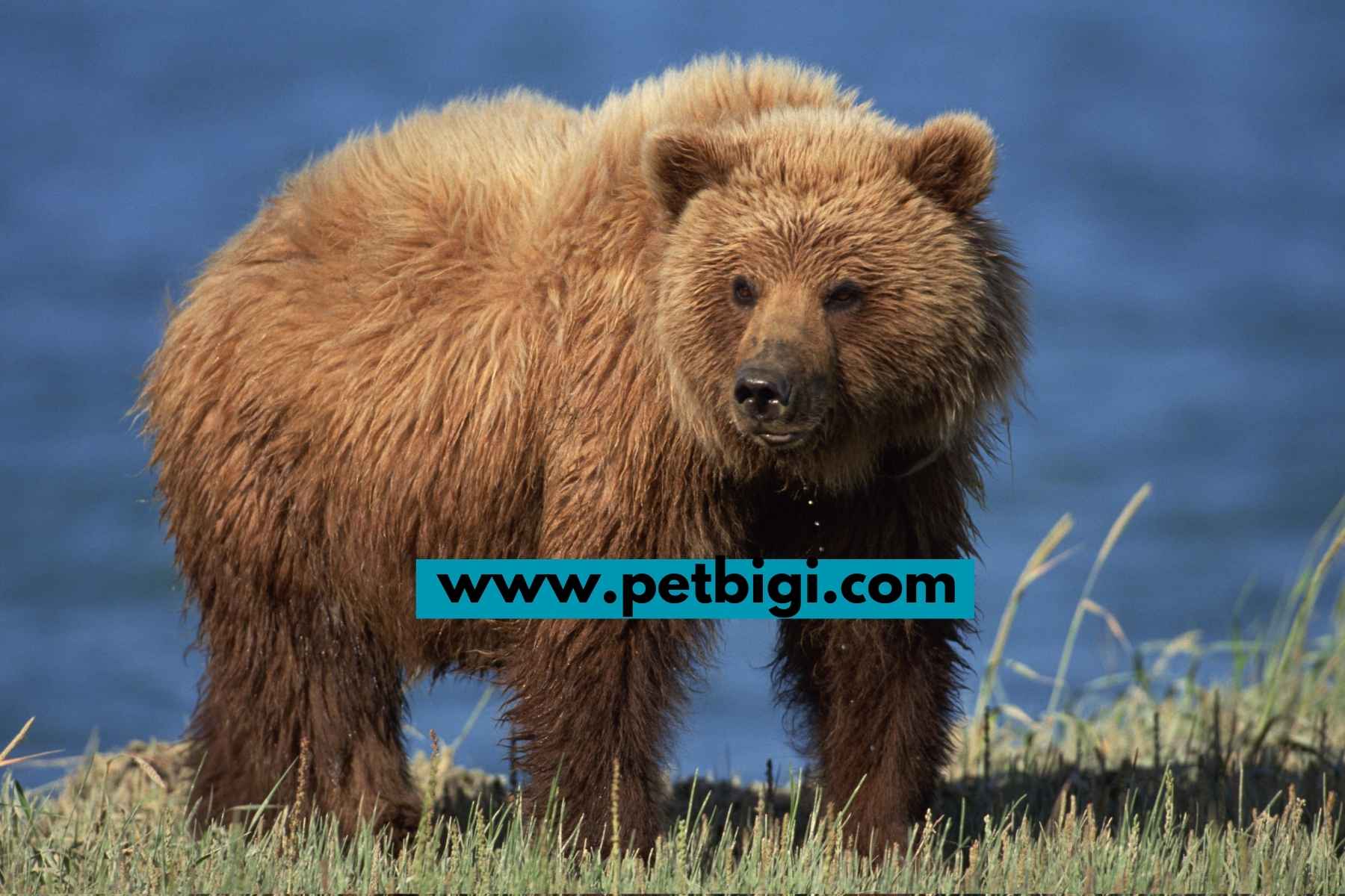 350+ Bear Cute & Funny Names for any Species