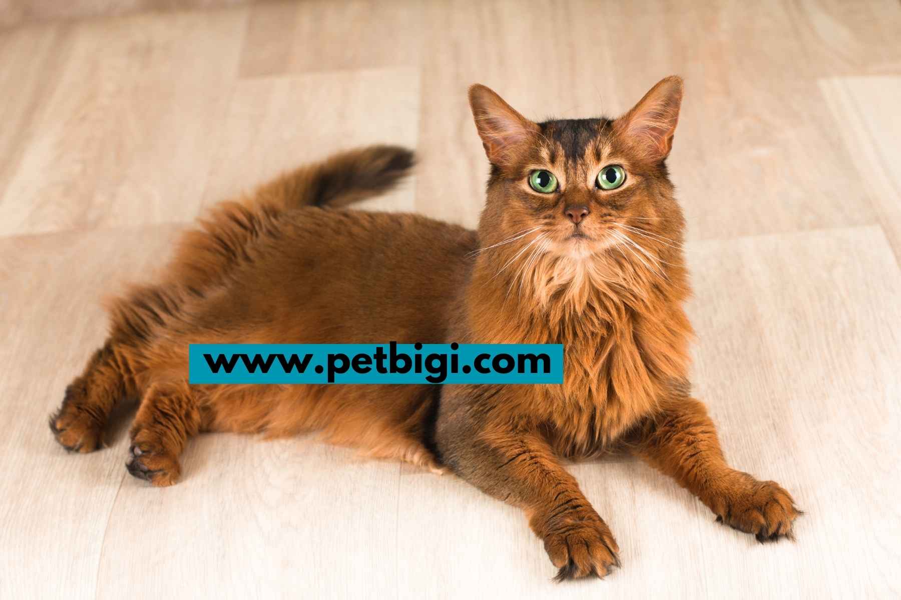 300+ Brown Cat Pet Names – Funny & Cute Names for any Gender