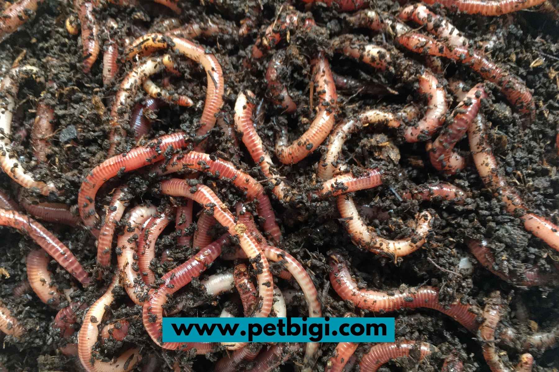 350+ Cute and Fun Worm Names, Including Exotic Worms