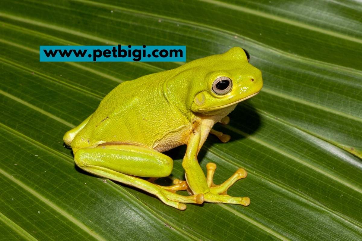 300+ Catchy Frog Names – Male & Female